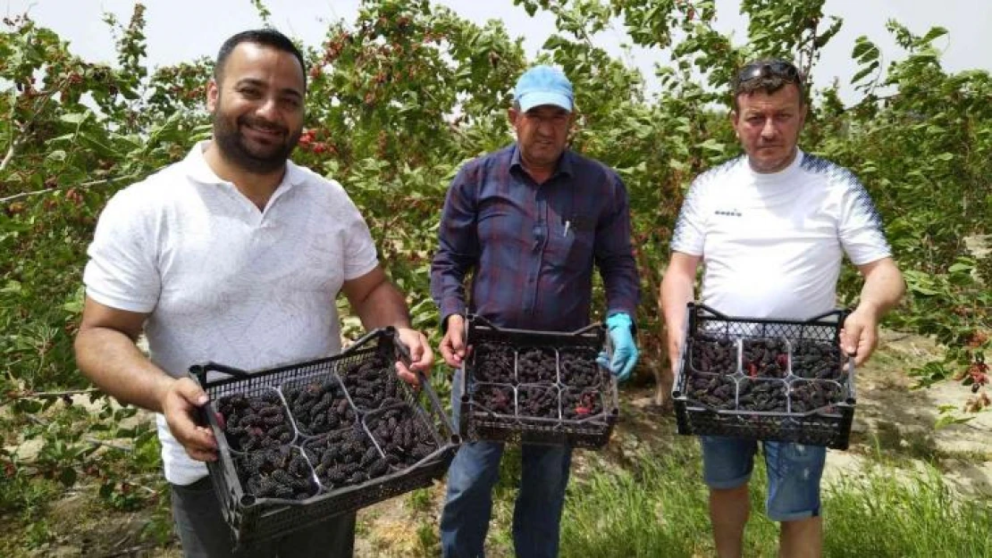 Silifke'de açıkta hasadı yapılan karadut, üreticinin yüzünü güldürüyor