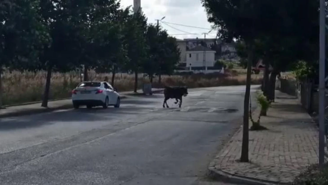 Silivri'de sahibinin elinden kaçan kurbanlık zor anlar yaşattı