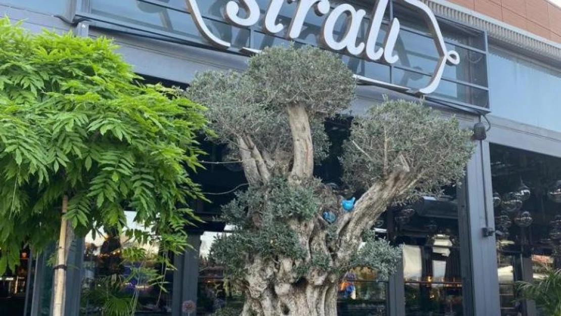 Sıralı Kebap bu yaz İstanbul'da, seneye Bodrum'da