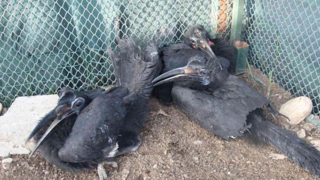 Şırnak'ta 4 Habeş boynuz gagası ve 10 alyanaklı Arap bülbülü ele geçirildi