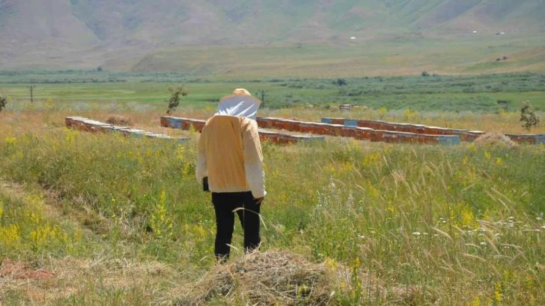 Şırnak'ta 700 ton baldan 150 milyon lira gelir hedefleniyor