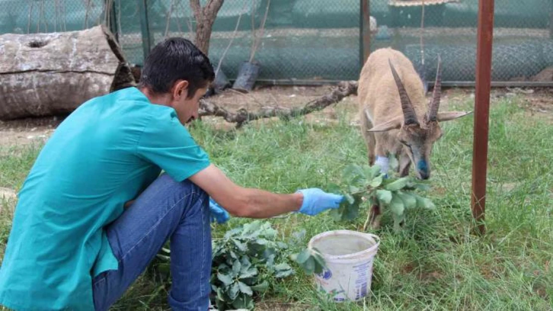 Şırnak'ta askeri birlikler yaralı dağ keçisini buldu, ekipler tedavi altına aldı