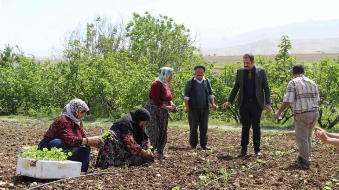 Şırnak'ta atıl durumdaki araziler üretimle değerleniyor