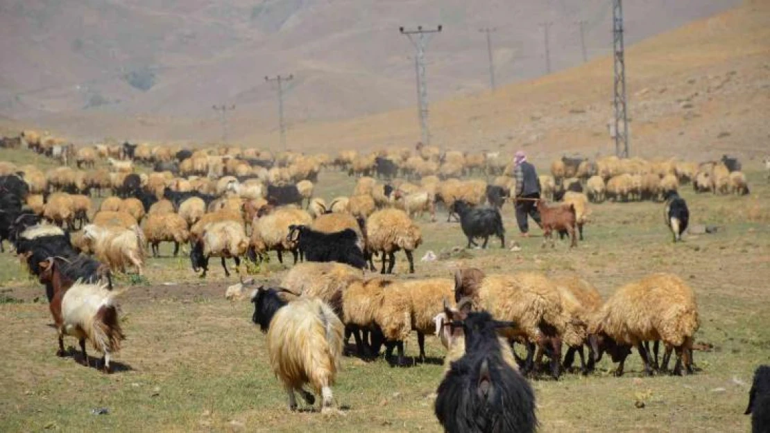 Şırnak'ta göçerler yayla yolunda