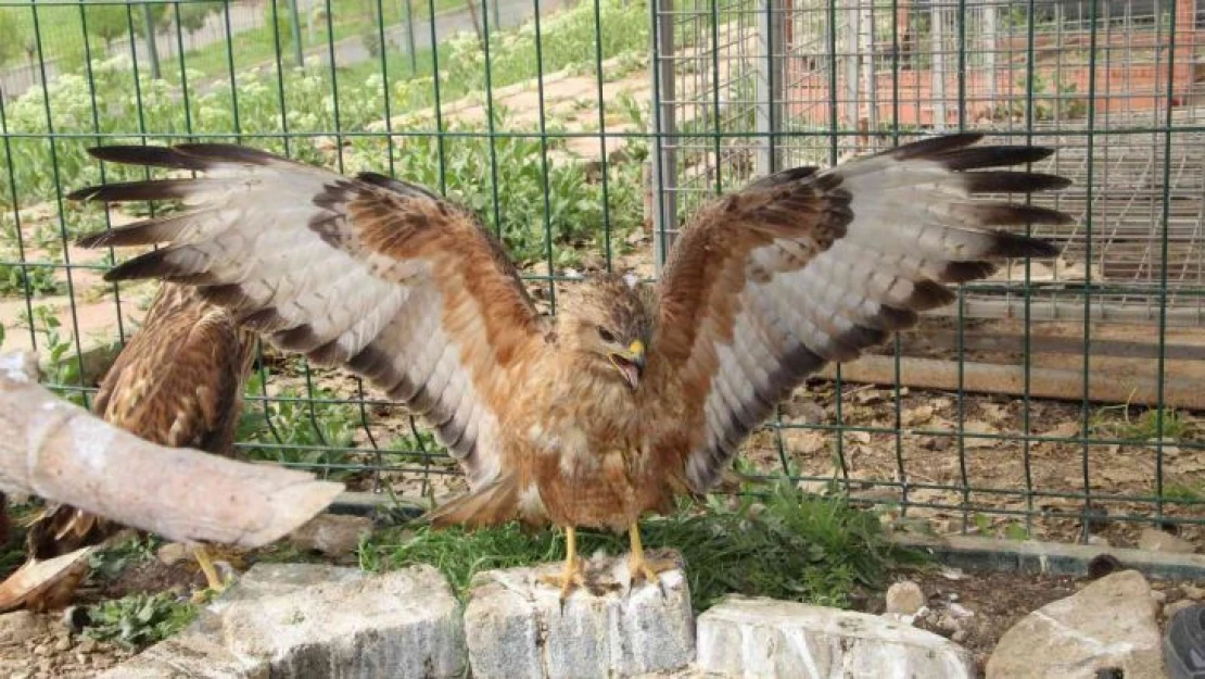 Şırnak'ta yeşilbaşlı ördek ve balaban kuşu tedavilerinin ardından doğaya bırakıldı