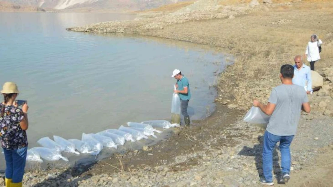 Şırnak'taki barajlar sazanla canlanıyor