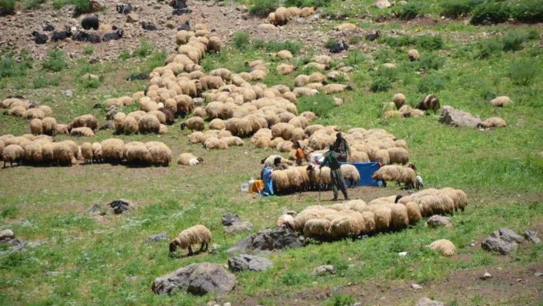 Şırnak yaylaları 600 bin küçükbaş hayvana ev sahipliği yapıyor