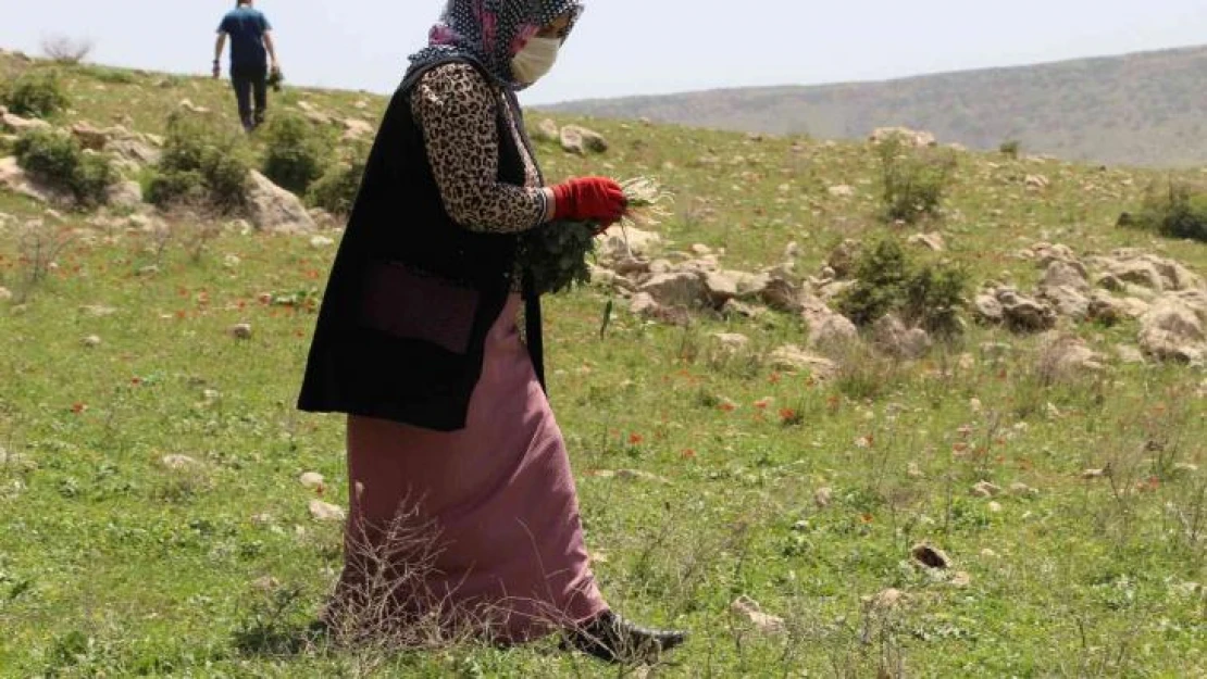 Şırnaklıların yeni geçim kaynağı 'Yılanyastığı' ihracatı