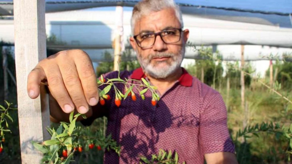 Sivas'ta ilk kez denedi, umutları büyüktü ama kuşları hesap edemedi