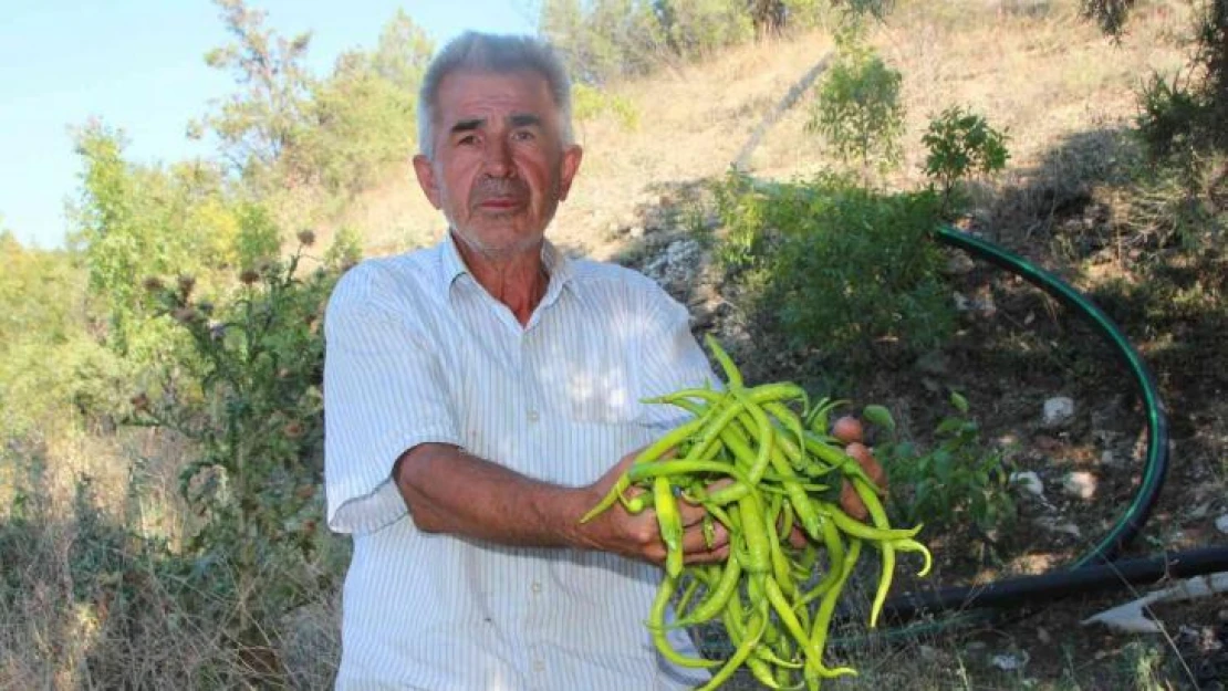 Sivri ve kıl biber üreticisi bu sene fiyatlardan memnun