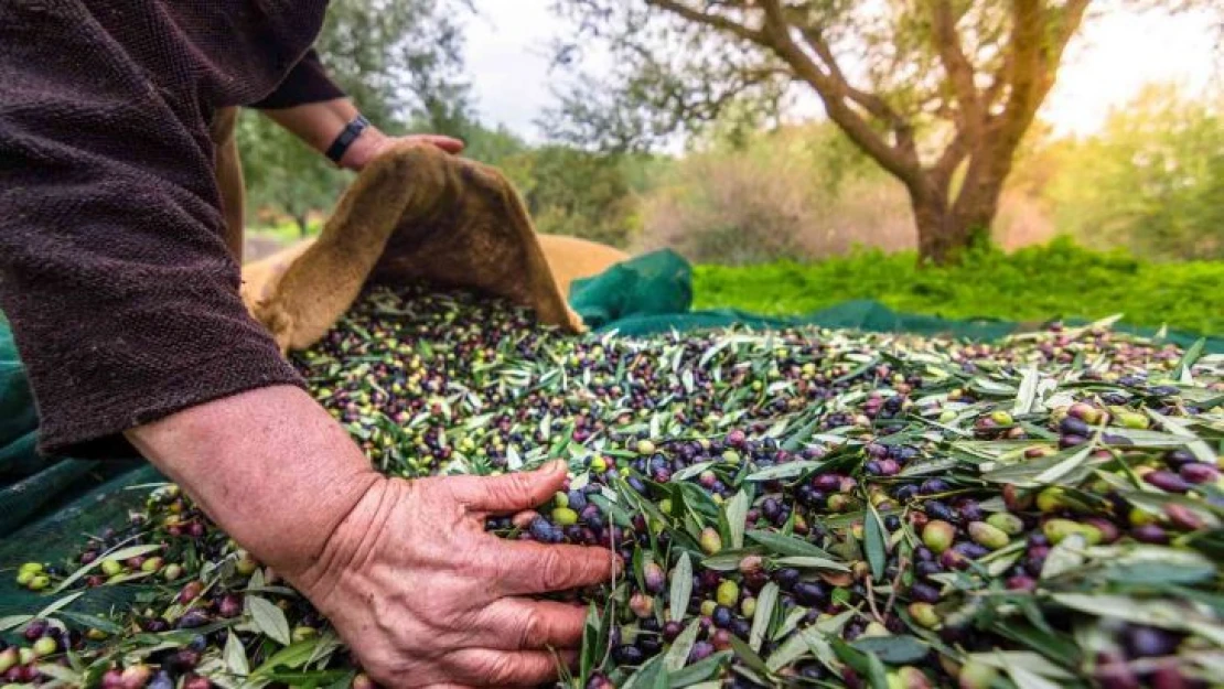 Sofralık zeytin ihracatı 100 bin tona koşuyor