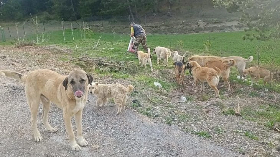 Sokağa bırakılan köpekleri hayvanseverler besliyor