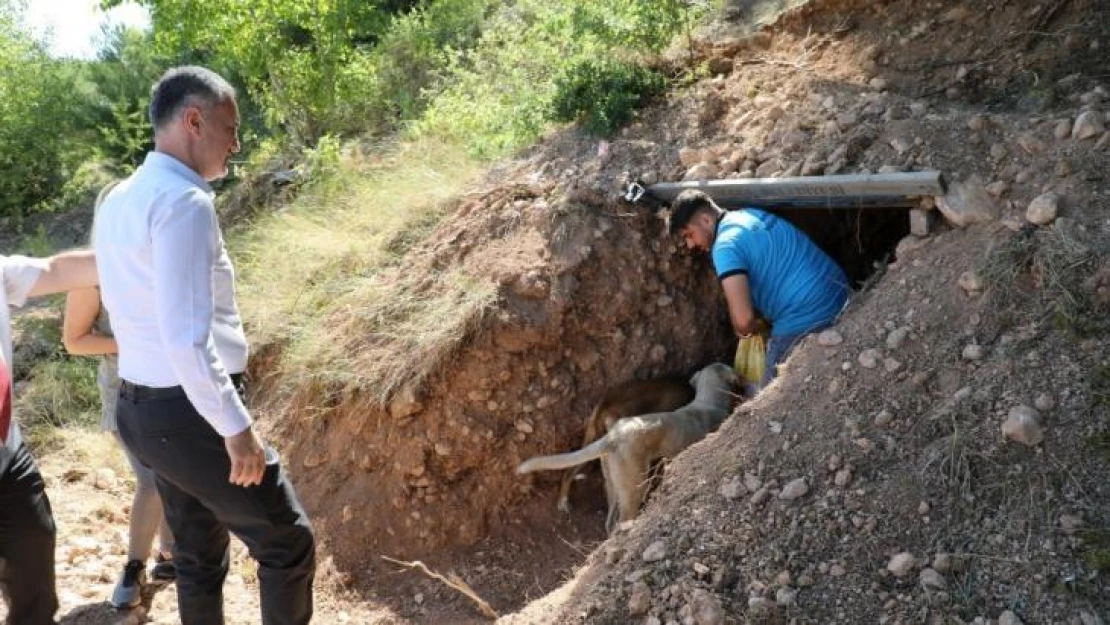 Sokak canlıları için doğal yaşam alanları oluşturuldu