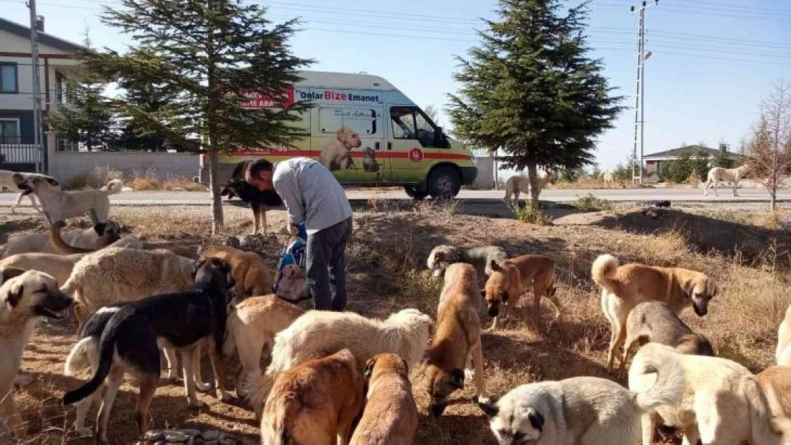 Sokak hayvanları şefkatli ellerde besleniyorlar