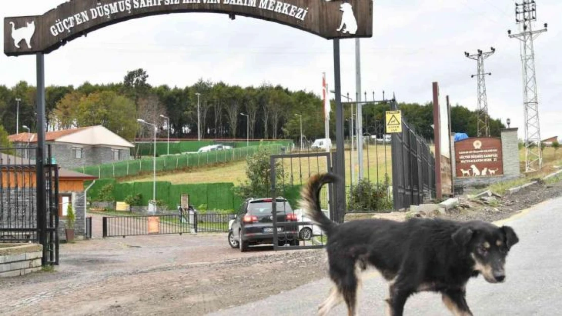 Son 3 yılda 6 bin 550 sahipsiz sokak hayvanı tedavi edildi