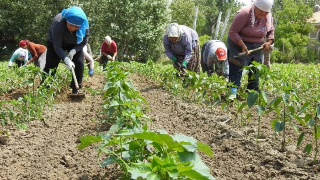 Son yağışlar Edirneli çiftçiyi sevindirdi