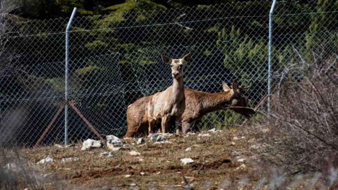 Spil Dağı'na kızıl geyik salındı