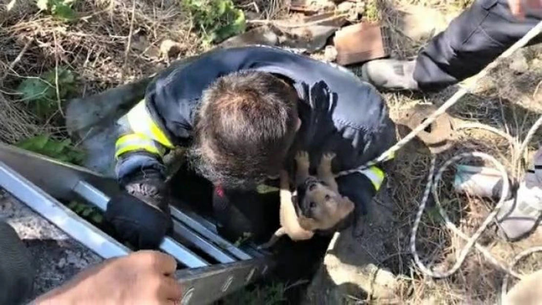 Su kuyusuna düşen yavru köpeği itfaiye kurtardı