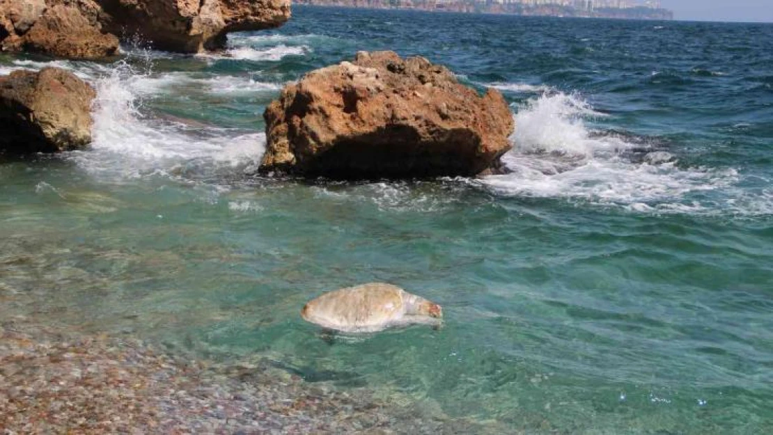 Su sporları araçlarına, caretta caretta  uyarısı