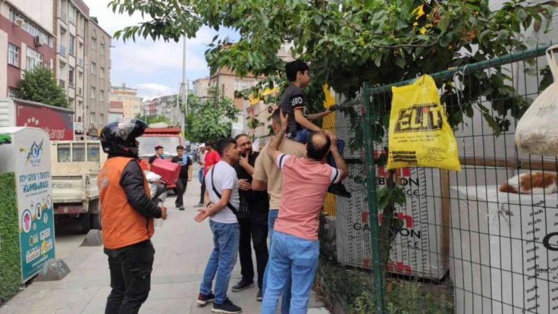 Sultangazi'de kiraz ağacından inerken kaydı: Çocuğun eline demir çit saplandı