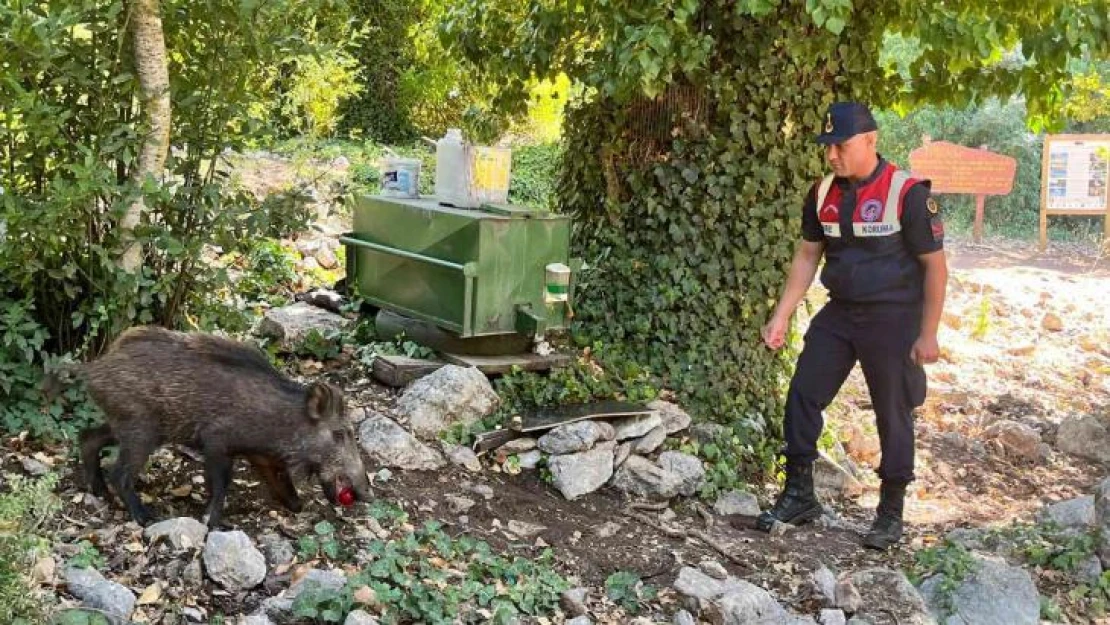 Susayan yavru yaban domuzuna jandarma şefkati