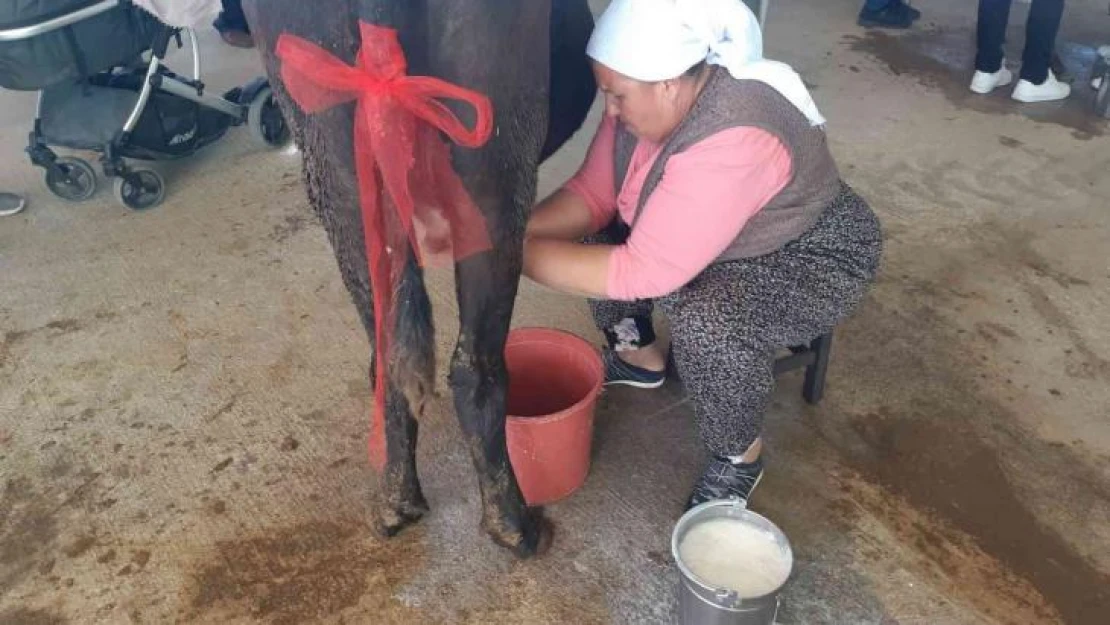 Süt sağmak için kıyasıya yarıştılar