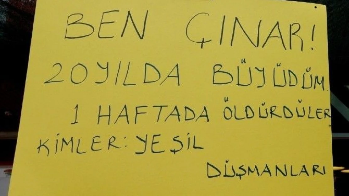 Bu  Çınar  İlçede  Günün  Konusu  Oldu