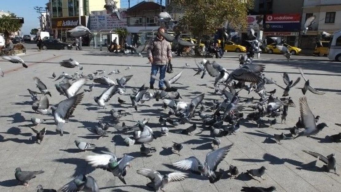 Burhaniye  Meydanına  Güvercin  Güzelliği