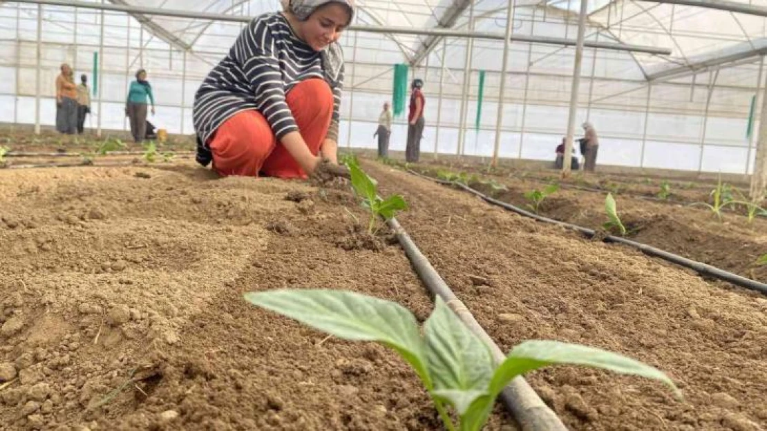 Tamamı ihraç edilen Kaliforniya biber fideleri toprakla buluştu