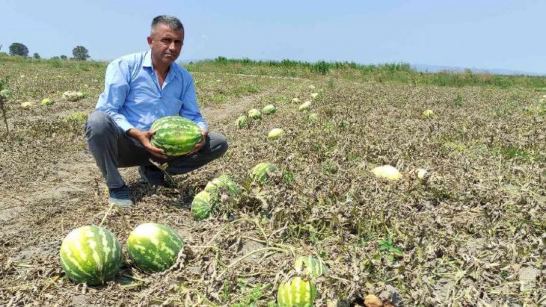 Tarlada 80 kuruşa kadar düştü, tezgahta 4-5 lira