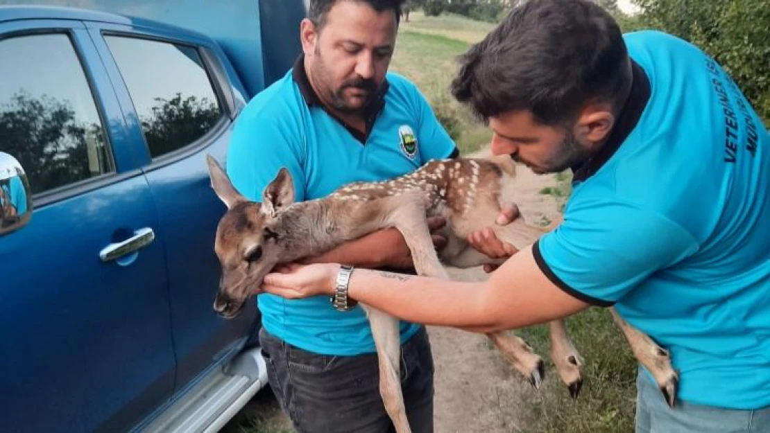 Tarlada bulunan yaralı ceylan yavrusu tedaviye alındı