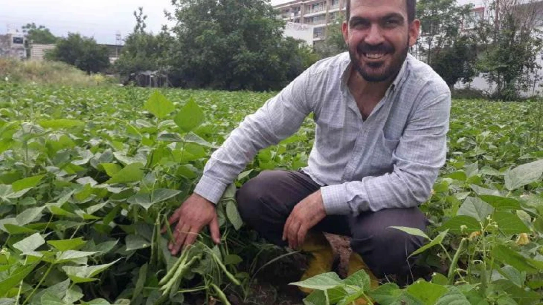 Tarlada kilosu 15 lira... Hatay'da taze fasulye hasadı başladı