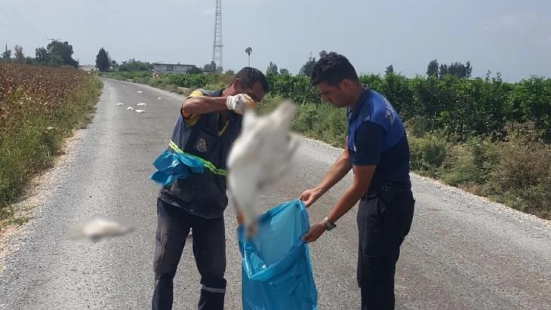 Tarsus'ta 15 kaz telef olmuş halde bulundu