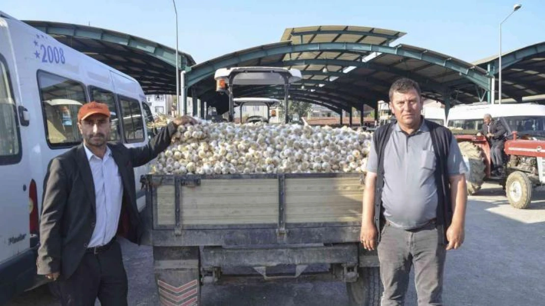 Taşköprü sarımsağı bu yıl üreticisinin yüzünü güldürüyor