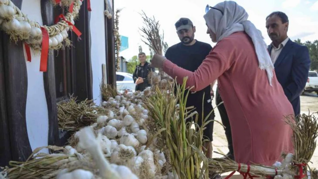 Taşköprü sarımsağına kooperatif desteği