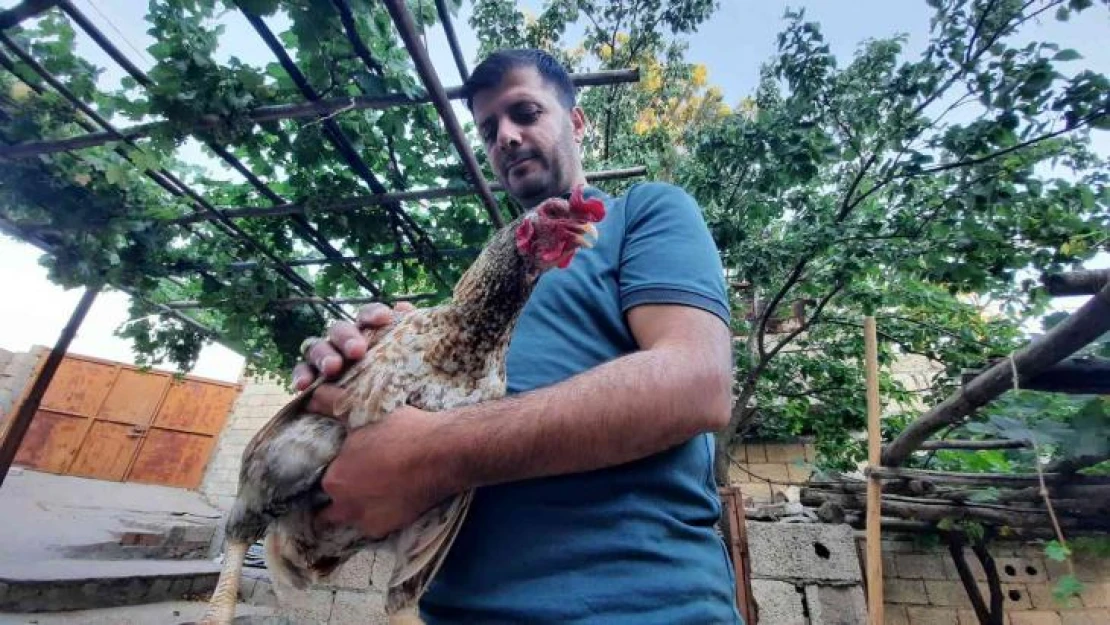 Tavuğun sahibi: 'Sabahları tavuğun horoz gibi ötme sesiyle uyanmaya başladık'