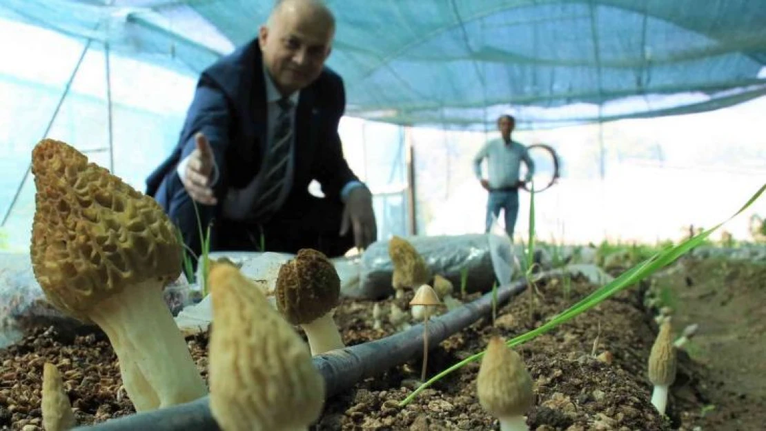 Tazesinin kilosu 400, kurusu 3 bin TL... Türkiye'de ilk defa üretimi yapıldı