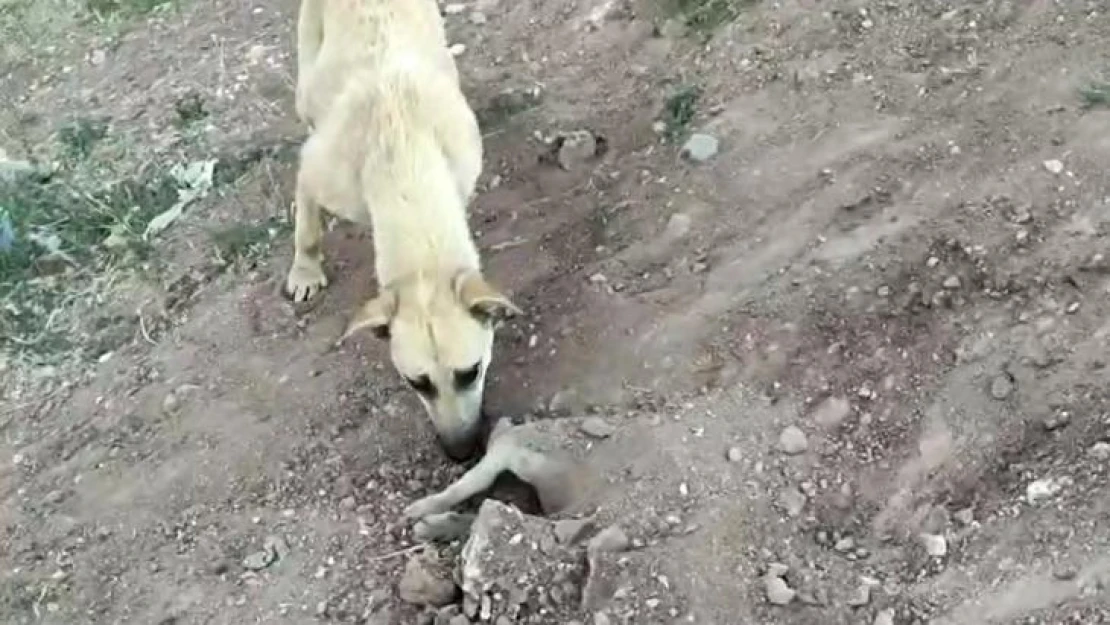 Tedavi olan yavrusu ölünce mezarının başından ayrılmadı