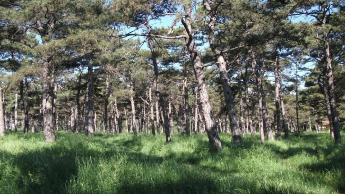 Tekirdağ'da ormanlara girişler yasaklandı