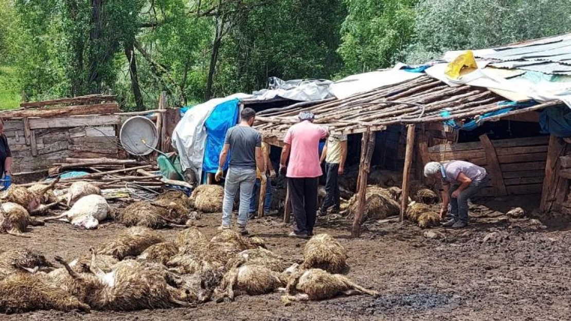 Tokat'ta ağıla giren kurt 100'e yakın koyunu telef etti