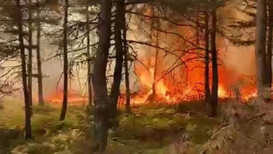 Tokat'ta korkutan orman yangını