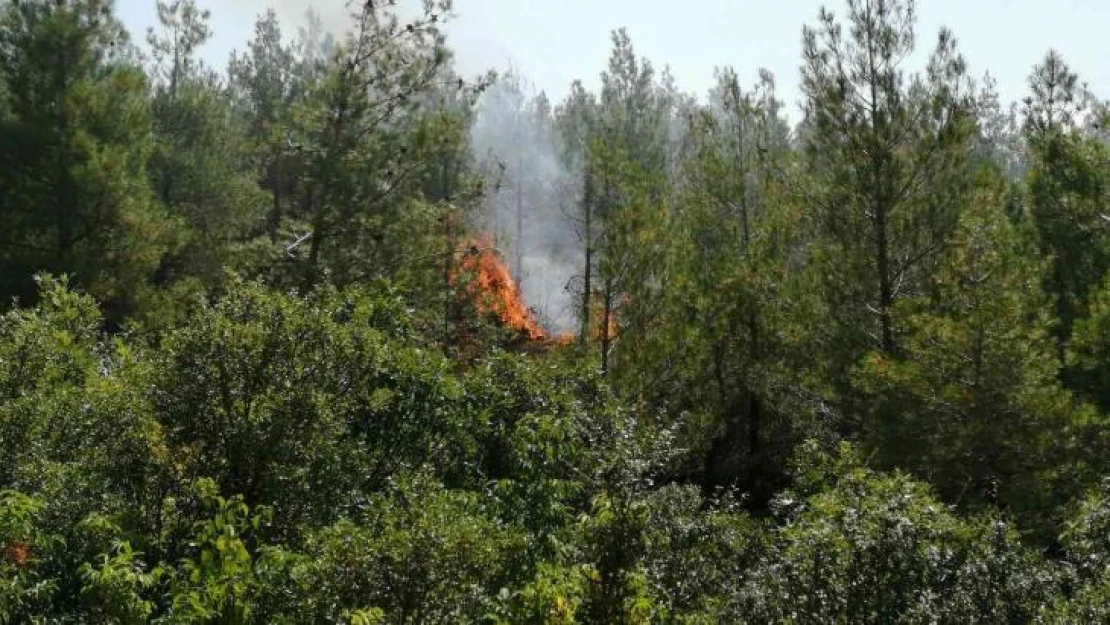 Tokat'ta orman yangını