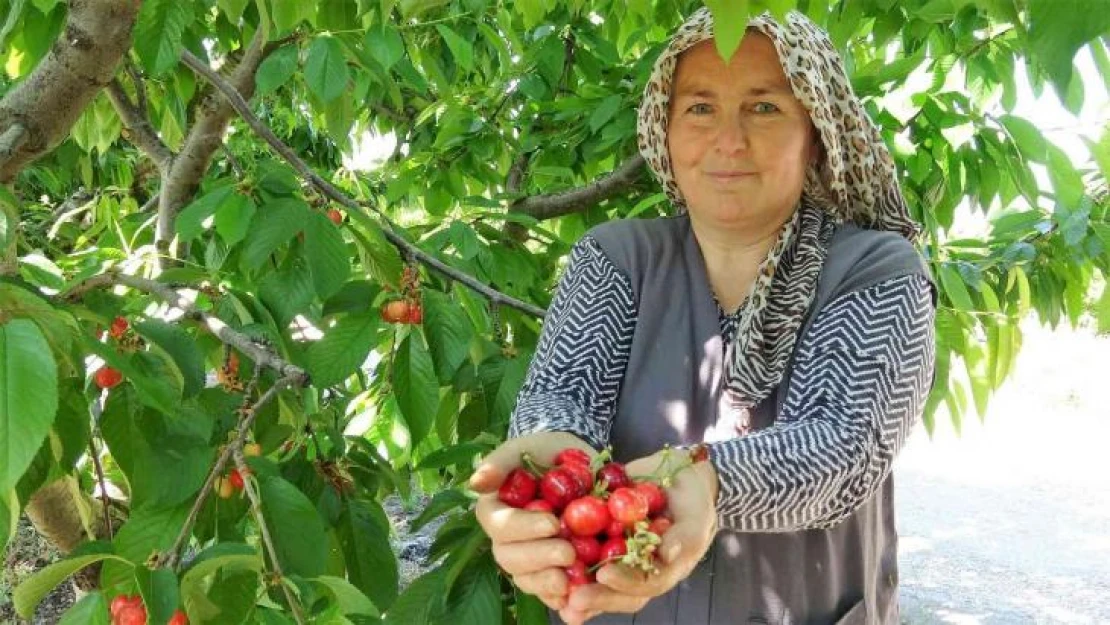 Tokat'ta turfanda kiraz hasadı başladı