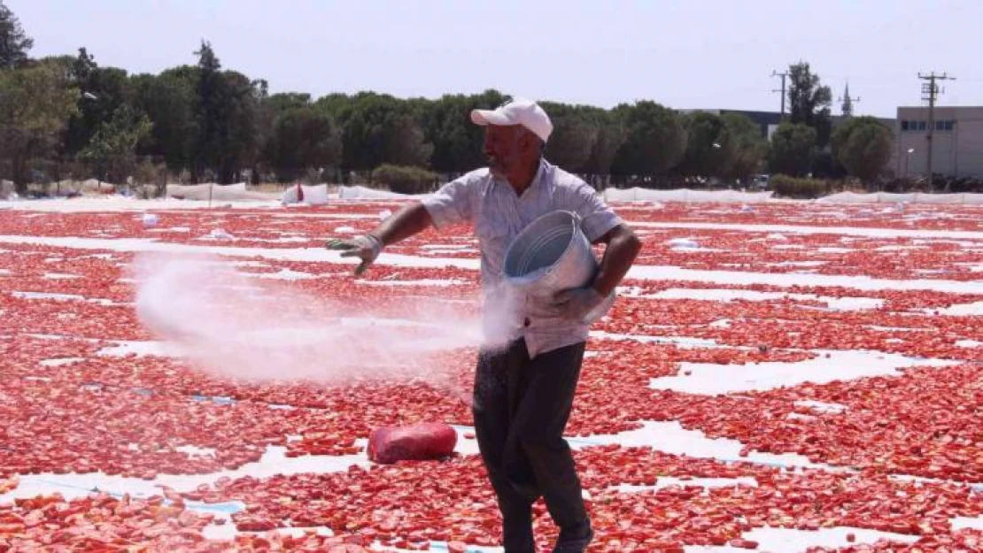 Torbalı'nın 'kırmızı altınları' serildi