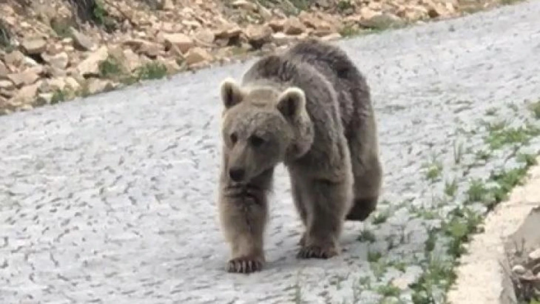 Trabzonlu vatandaş yolda yavru ayı gördü, o anlar izleyenleri gülümsetti