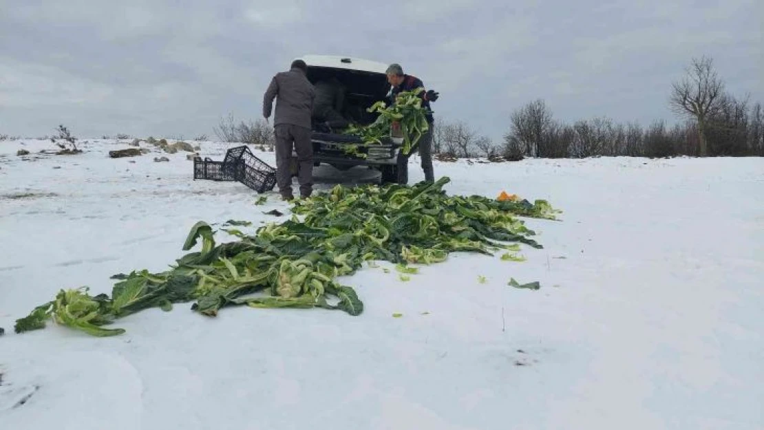 Trakya'da yaban hayatına 22 ton yem bırakıldı