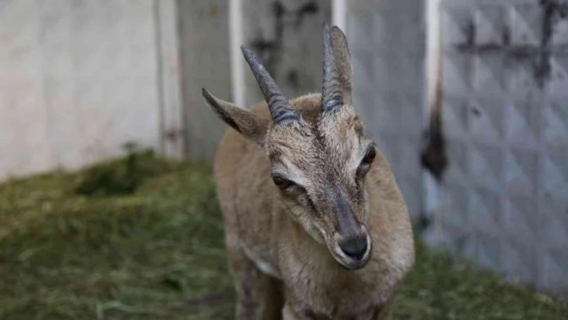 Tunceli'de bitkin halde bulunan yaban keçisi koruma altına alındı