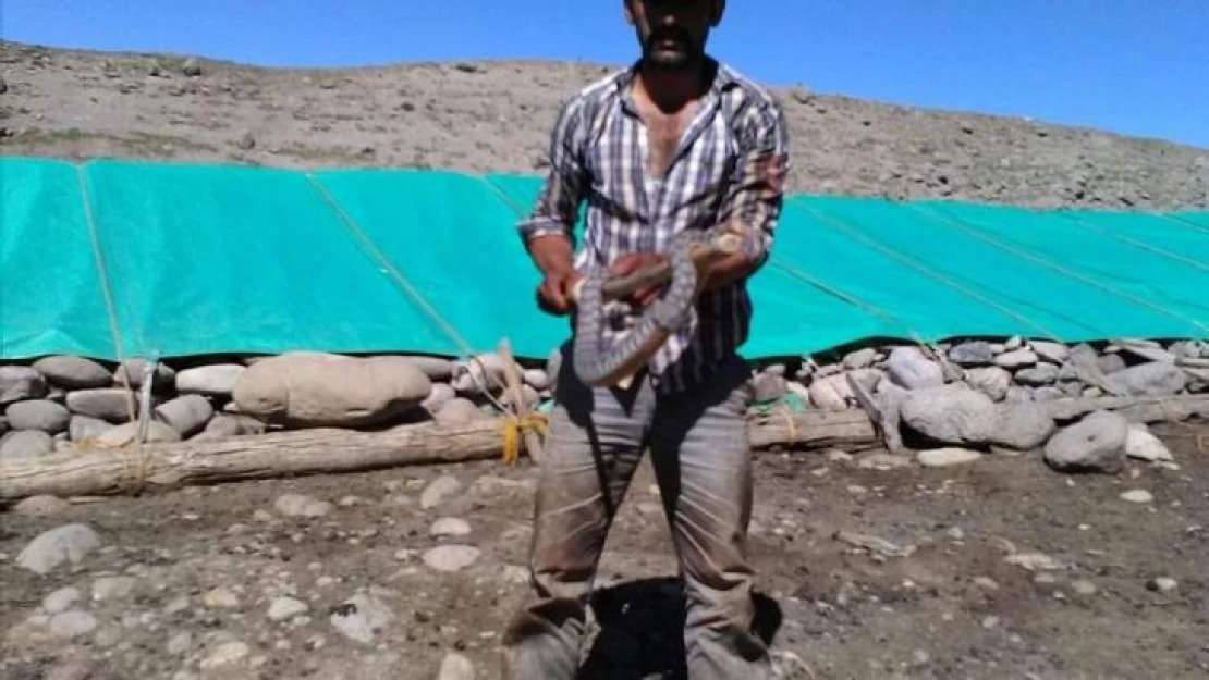 Tunceli'de koca engerek yılanı kuzu ağılına girdi