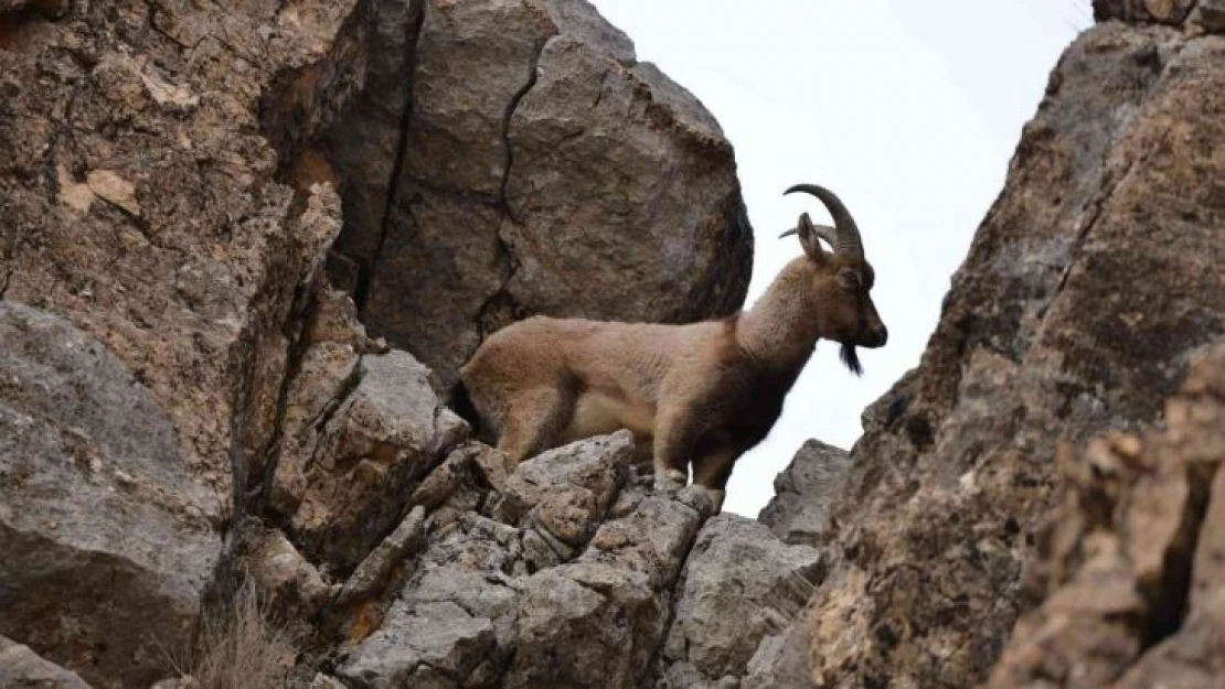 Tunceli'de koruma altında bulunan yaban keçileri görüntülendi