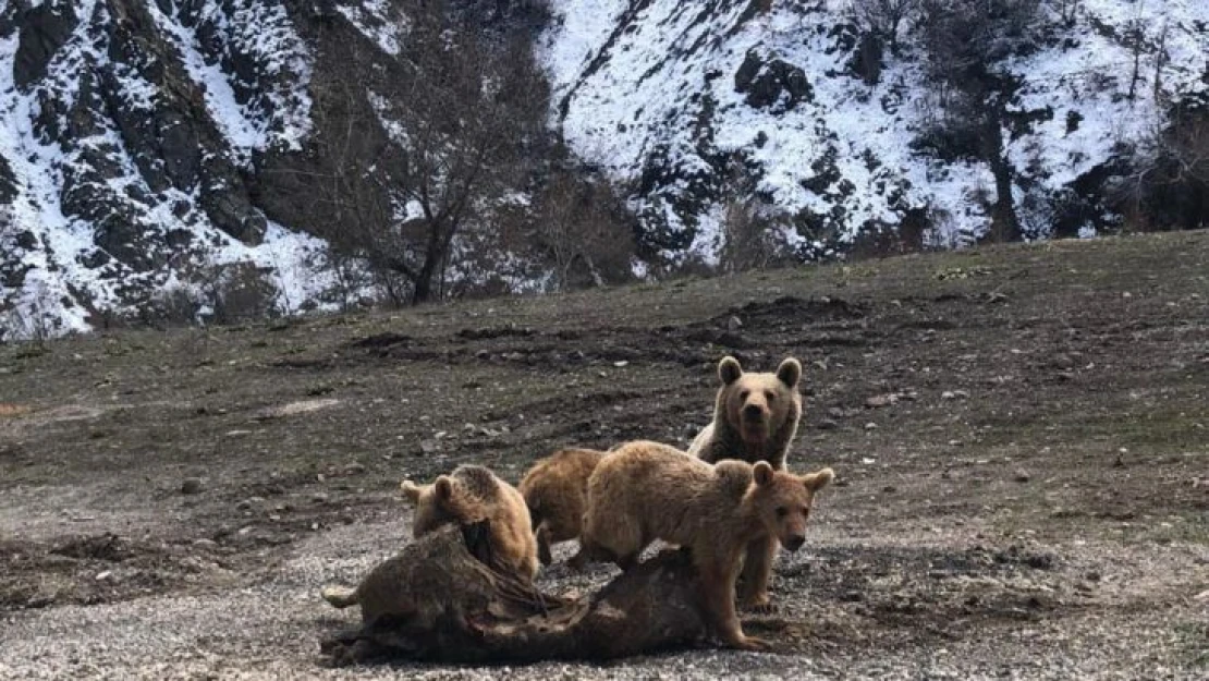 Tunceli'de şamua ve ayılar fotoğraflandı